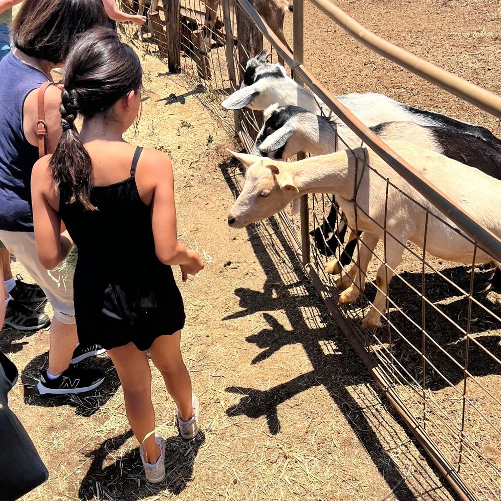 Surfing Goat Dairy - Feeding the does - Cheese Shops Near Me - Kula, Hawaii