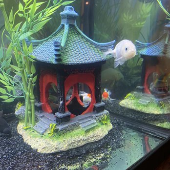 Splash Aquarium - Ranchu - Local Fish Stores Near Me - Sacramento, California Splash Aquarium - Ranchu - Local Fish Stores Near Me - Sacramento, California