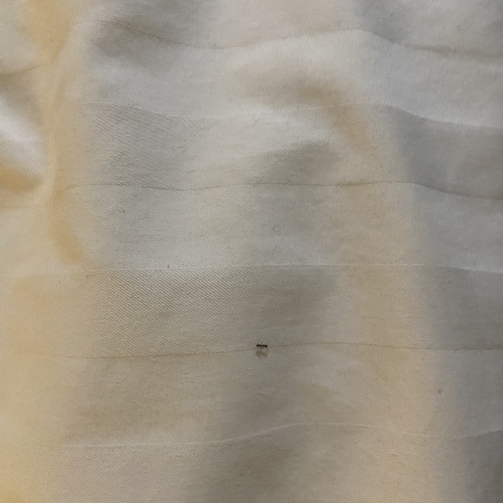 Maple Tree Inn - Ants on bed - Hotels Near Me - Sunnyvale, California Maple Tree Inn - Ants on bed - Hotels Near Me - Sunnyvale, California