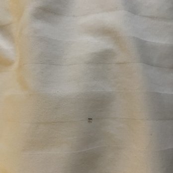 Maple Tree Inn - Ants on bed - Hotels Near Me - Sunnyvale, California
