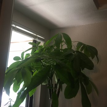 KFC - Money tree - Fast Food Near Me - Salt Lake City, Utah