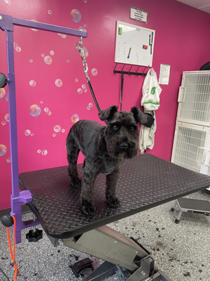 Doggy Style Salon by null