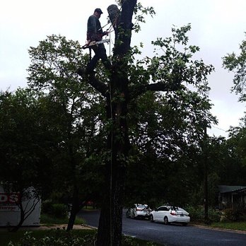 Ortiz Tree Trimming - Tree Services Near Me Ortiz Tree Trimming - Tree Services Near Me
