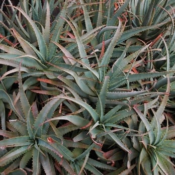 Nepenthe - New American Near Me - Big Sur, California