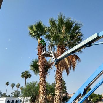 La Sierra Tree & Palm - Tree Services Near Me - Sahuarita, Arizona La Sierra Tree & Palm - Tree Services Near Me - Sahuarita, Arizona