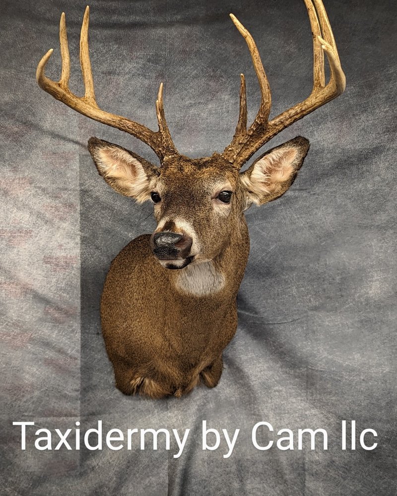 TAXIDERMY BY CAM Updated July 2024 16 Photos 742 Rattlesnake Pike