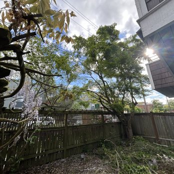 Green Belt Tree Care - Tree Services Near Me - Seattle, Washington