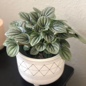 Plantiitas - Home Decor Near Me - Long Beach, California