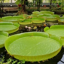 Botanischer Garten - Wasserpflanzen