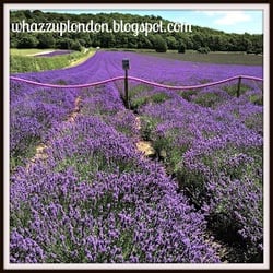 The Hop Shop - The acres of #Lavender Fields in bloom #Kent
