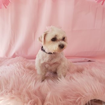 Barbie's Pet Salon - Pet Groomers Near Me - Santa Barbara, California Barbie's Pet Salon - Pet Groomers Near Me - Santa Barbara, California