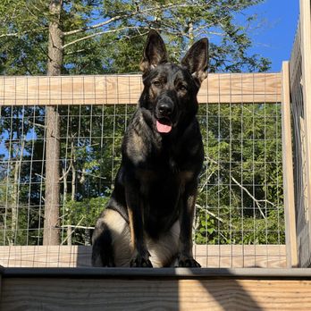 SentinelHarts German Shepherds - Pets Near Me SentinelHarts German Shepherds - Pets Near Me