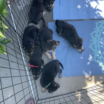 Cal Paws K9 Rescue - Animal Shelters Near Me