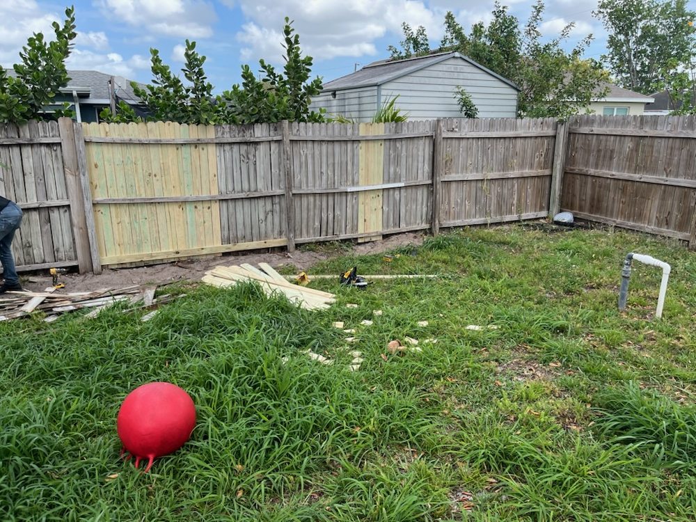 Slide of House Finch