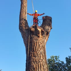 Prodigy Works Tree Service