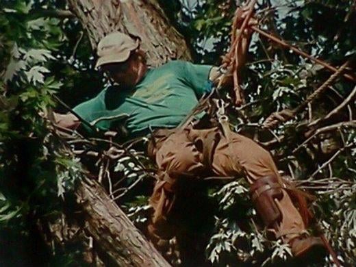 Tip Top Tree Service - tree service in Lisbon Falls, ME