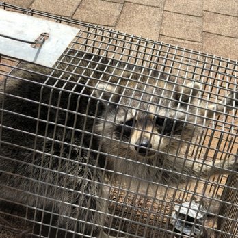 Animal Encounters Wildlife Control - Pest Control Near Me Animal Encounters Wildlife Control - Pest Control Near Me