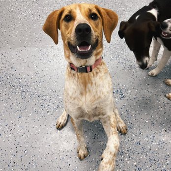 4 Pawz Only - Pet Sitting Near Me - Munster, Indiana 4 Pawz Only - Pet Sitting Near Me - Munster, Indiana