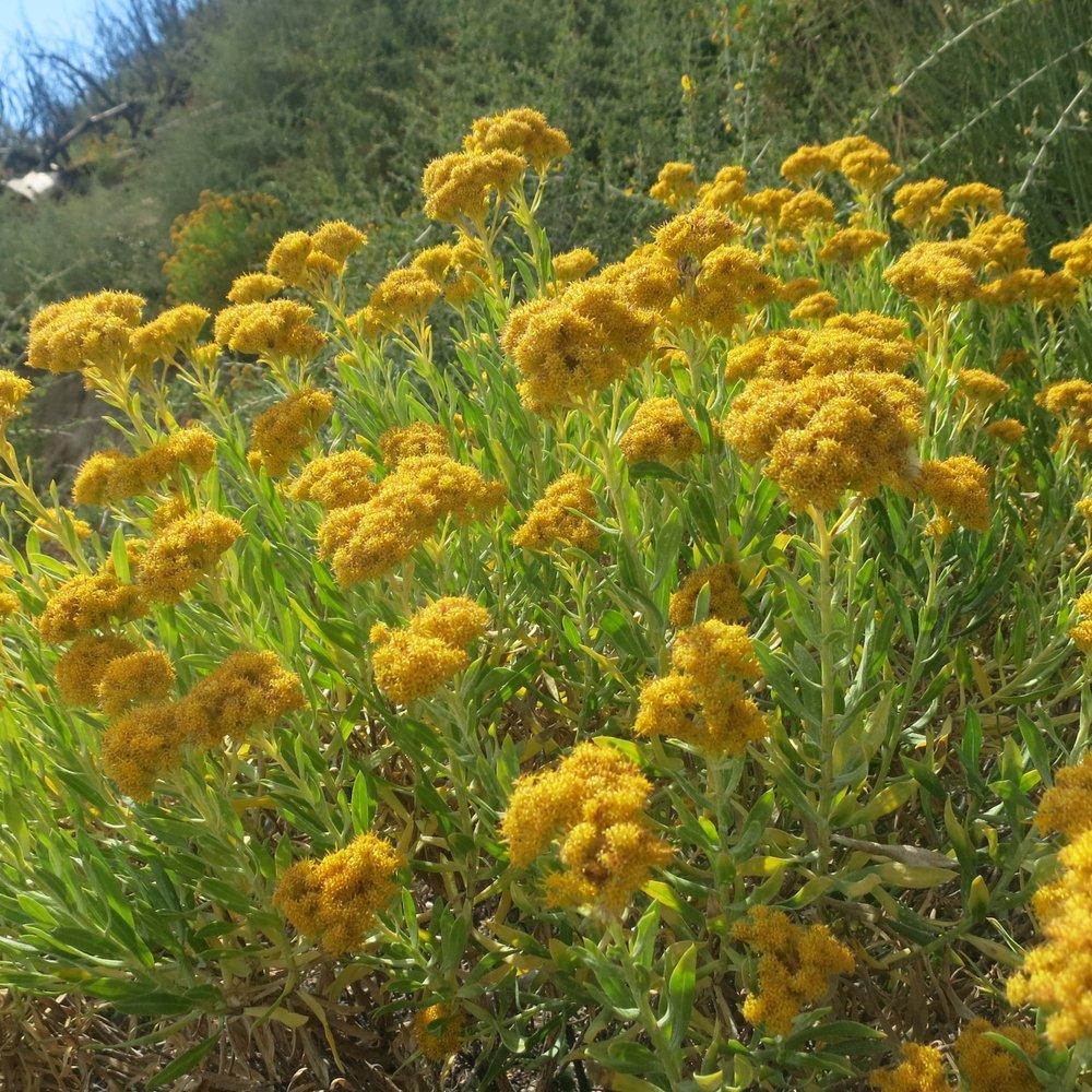 Angeles National Forest - Fall flowers - Parks Near Me - Arcadia, California