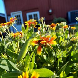 Applinger Farm