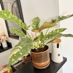 Variegated philodendron $29.99