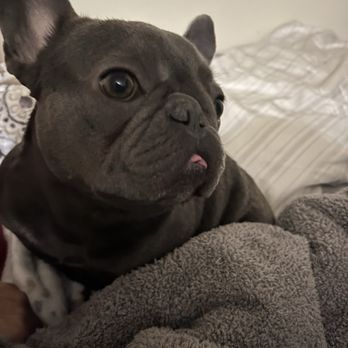 VEG ER for Pets - Emergency Pet Hospital Near Me - Rancho Cucamonga, California VEG ER for Pets - Emergency Pet Hospital Near Me - Rancho Cucamonga, California