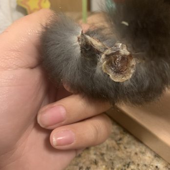 Miramonte Veterinary Hospital - Patch of dead skin - Veterinarians Near Me - Mountain View, California