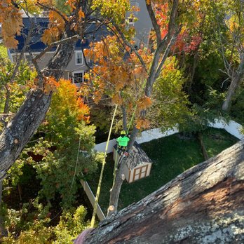 Prestige Tree Experts - Our guys sure aren't afraid of heights! - Tree Services Near Me Prestige Tree Experts - Our guys sure aren't afraid of heights! - Tree Services Near Me