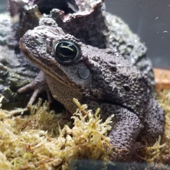 Reptile City - Cane Toad - Pet Stores Near Me - Honey Grove, Texas Reptile City - Cane Toad - Pet Stores Near Me - Honey Grove, Texas