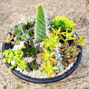 JW Succulents - Nurseries & Gardening Near Me - Hudsonville, Michigan JW Succulents - Nurseries & Gardening Near Me - Hudsonville, Michigan