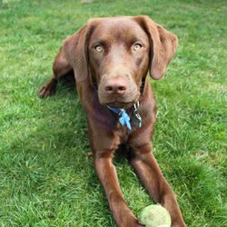 dog trainer near me cheap