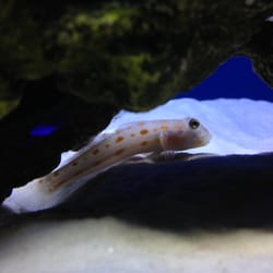 Off The Hook Marine Fish - Diamond Sleeper Goby