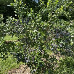 Rivard Farm - Flush with delicious blueberries!
