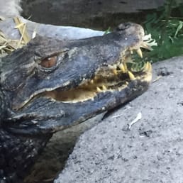 Say cheese!( caymen)