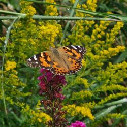 A pained lady on a butterfly bush