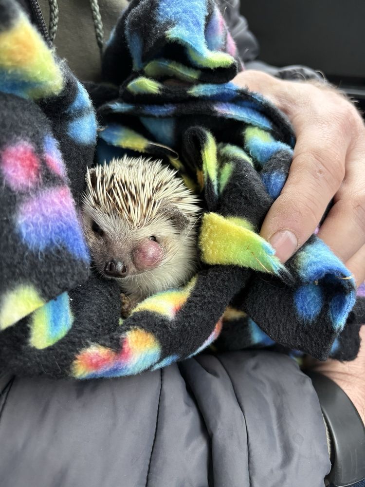 Middletown Animal Hospital Image
