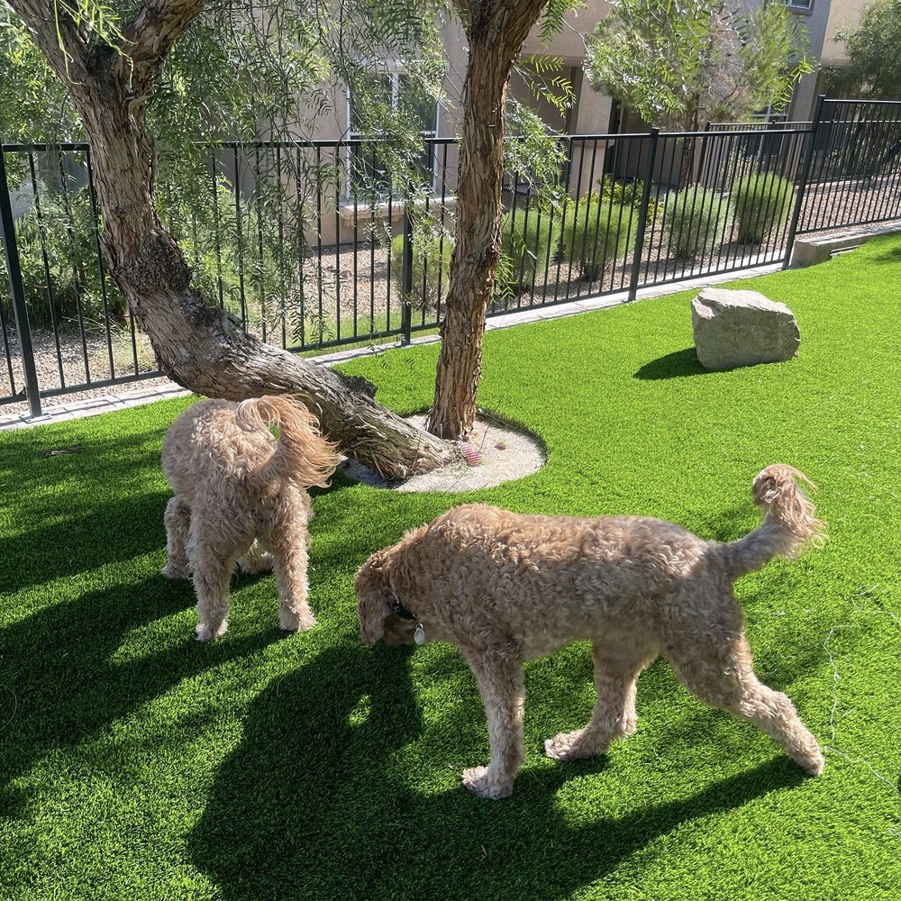 Big Bully Turf - Dogs checking out new yard - Landscaping Near Me - Henderson, Nevada Big Bully Turf - Dogs checking out new yard - Landscaping Near Me - Henderson, Nevada