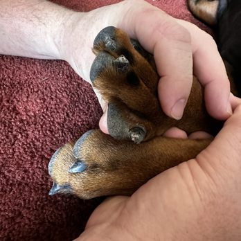 Perfect Pet Salon - Bloody nails - Pet Groomers Near Me - Concord, California