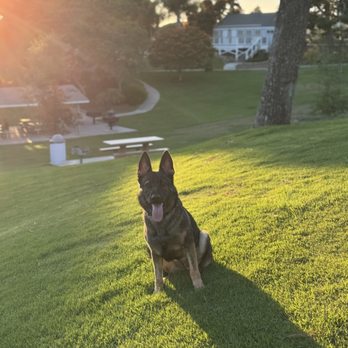 Specialty Dog Training - Pet Training Near Me - Oceanside, California