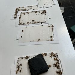 Supra Exterminator - Roaches infestation!!
