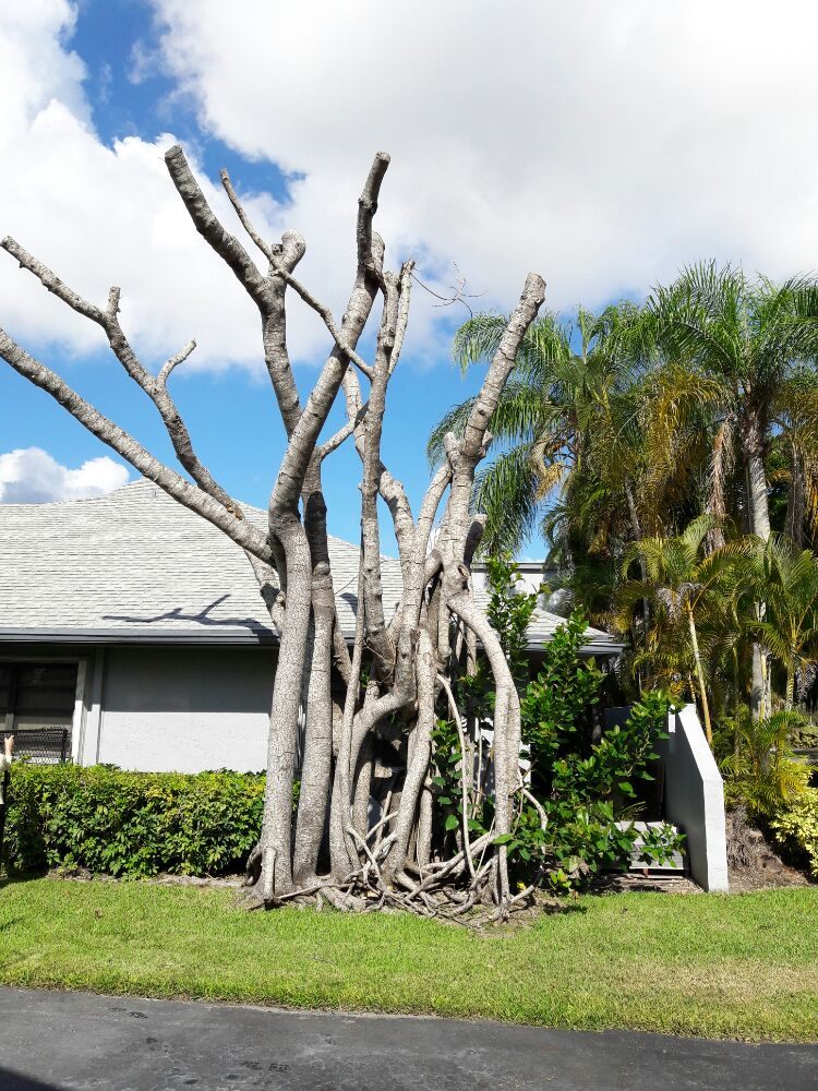 Tech 1 Landscaping - tree service in Miami, FL