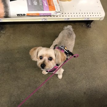PetSmart - They finally look great during this COVID-19 lock down. Thank you Angela H. Thank you - Pet Groomers Near Me - Pelham, New York PetSmart - They finally look great during this COVID-19 lock down. Thank you Angela H. Thank you - Pet Groomers Near Me - Pelham, New York