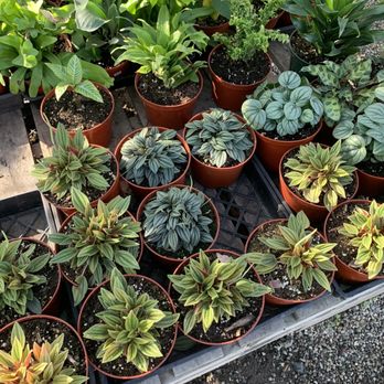 Martinez Nursery - Nurseries & Gardening Near Me - Buena Park, California Martinez Nursery - Nurseries & Gardening Near Me - Buena Park, California