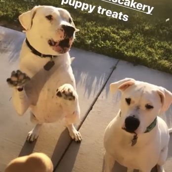 FloraDonna's Cakery - Dog treats ! - Cupcakes Near Me - Lancaster, California FloraDonna's Cakery - Dog treats ! - Cupcakes Near Me - Lancaster, California