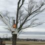 Photo of Tree-Bees