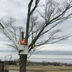 Tree-Bees - Bucket truck work