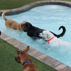 Primo Dog - Splashing in the pool