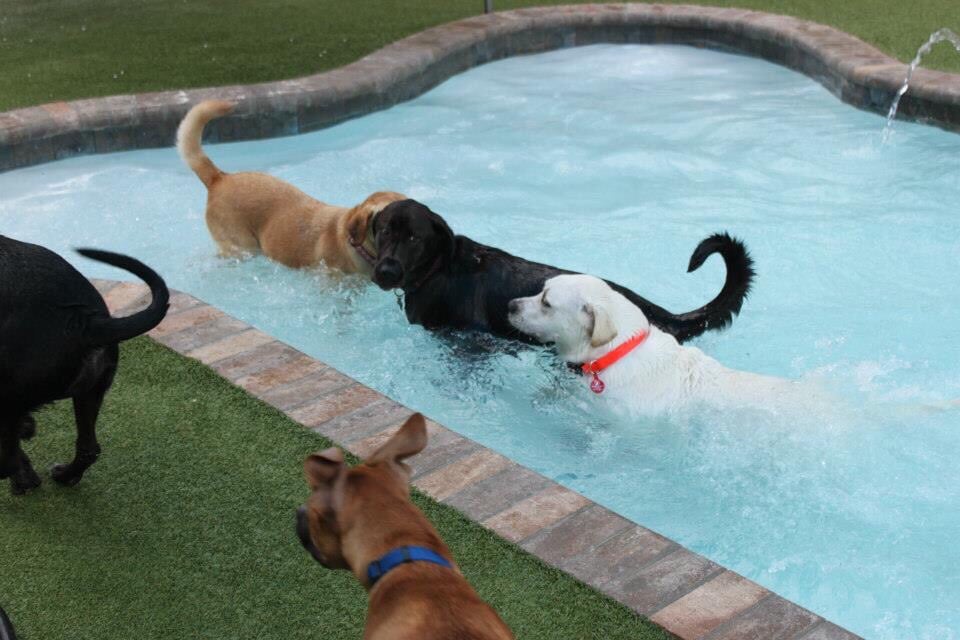 Primo Dog Image