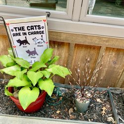 Java Gourmet Company Store & Black Cat Bistro - Decor outside