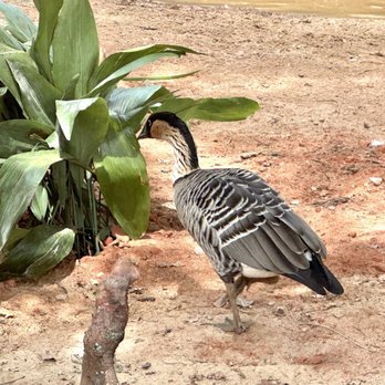 Gulf Breeze Zoo - Nene, Hawaii's state goose and endangered - Zoos Near Me - Gulf Breeze, Florida Gulf Breeze Zoo - Nene, Hawaii's state goose and endangered - Zoos Near Me - Gulf Breeze, Florida